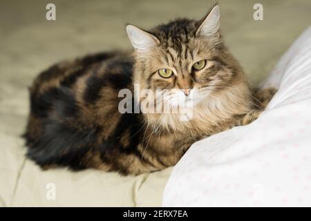 Green Eyed Siberian Forest Cat su pale Green Bed Looks Alla fotocamera Foto Stock