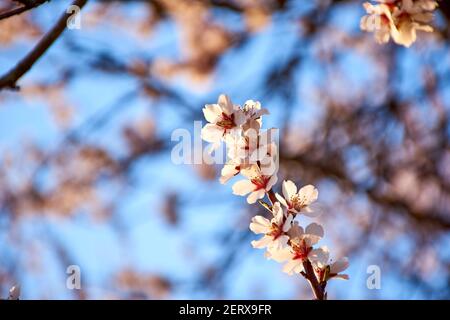 Vista macro dei fiori di mandorle in primavera con sfondo fuori fuoco. Fiori con petali bianchi, rosa e viola. Germogli verdi delle piante. Infermiere Foto Stock