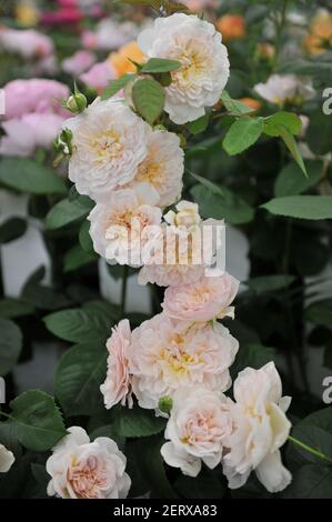 Arbusto rosa-albicocca rosa inglese rosa (rosa) Emily Bronte fiorisce Una mostra nel mese di maggio Foto Stock