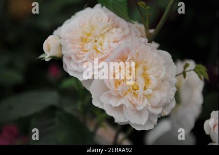 Arbusto rosa-albicocca rosa inglese rosa (rosa) Emily Bronte fiorisce Una mostra nel mese di maggio Foto Stock