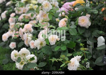 Arbusto rosa-albicocca rosa inglese rosa (rosa) Emily Bronte fiorisce Una mostra nel mese di maggio Foto Stock
