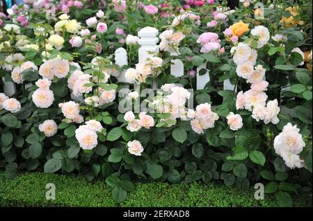 Arbusto rosa-albicocca rosa inglese rosa (rosa) Emily Bronte fiorisce Una mostra nel mese di maggio Foto Stock