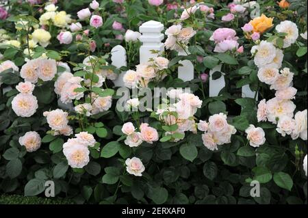 Arbusto rosa-albicocca rosa inglese rosa (rosa) Emily Bronte fiorisce Una mostra nel mese di maggio Foto Stock