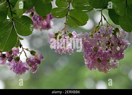 Gocce di pioggia su fiori rosa di un albero del mirto della crepe, Lagerstroemia, famiglia Lytraceae Foto Stock