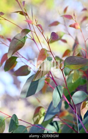 Foglie colorate e nuova crescita su un albero di gomma di eucalipto australiano, famiglia Myrtaceae Foto Stock