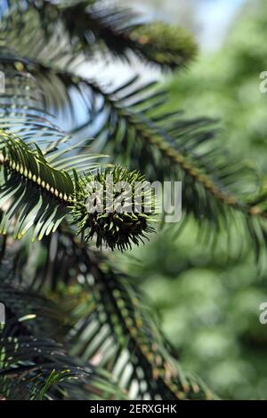 Cono femmina di Wollemi Pine, megasporophyll, che cresce alla fine di un ramo. Wollemia nobilis è un'antica conifera endemica dell'Australia Foto Stock