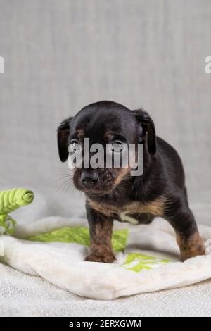 Marrone e nero, ravviva Jack Russell Terrie cucciolo. Si trova su un elefante giocattolo. Cane visto di fronte. Sfondo color crema Foto Stock