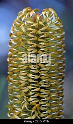 Primo piano dei fiori non aperti dell'infiorescenza arancione della brughiera Banksia, Banksia ericifolia, famiglia Proteaceae. Fiori da estate a inverno Foto Stock