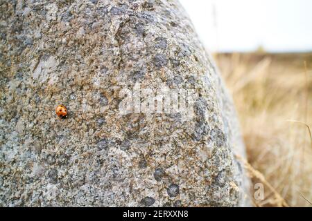 Un piccolo ladybug su una grande roccia Foto Stock
