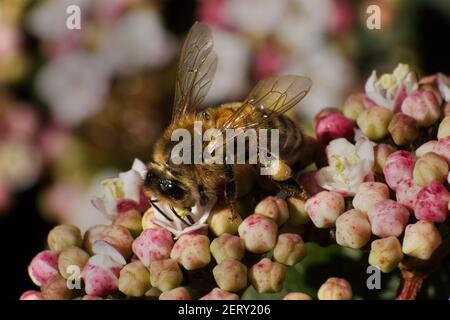 Primo piano di un'ape di miele (Apis mellifera) Con cesto di polline che si nutrono con fiori di tinus Viburnum Foto Stock