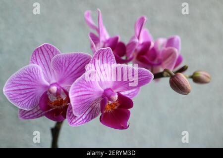 Mini orchidea viola con petali delicati , boccioli e motivi petali , orchidea macro viola, ramo fiore, bellezza nella natura, fiore esotico, foto macro Foto Stock