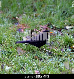 Un Blackbird ascolta, guarda e attende una mattina gelida. Un prato da giardino e foglie cadute sono un buon posto per trovare cibo. Foto Stock