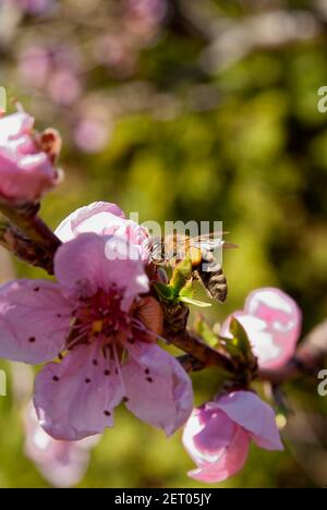 Ape in un frutteto di pesca (Apis mellifera carnica). Foto Stock