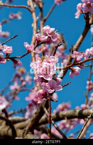 Fiori di pesca - frutteto di pesca. Foto Stock