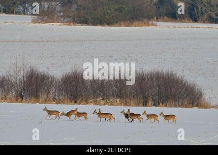 Europäisches Reh, capriolo, capriolo europeo, Capreolus capreolus, Mecklenburg nordoccidentale, Germania Foto Stock