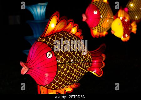 Il Festival cinese delle Lanterne al parco Limanski di Novi Sad. Un fascino di pesce lanterna. Un fuoco selettivo è sul pesce anteriore. Foto Stock