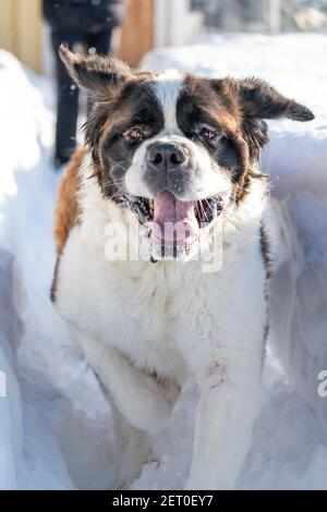 Espressione facciale del cane di razza San Bernardo che corre nella neve Foto Stock