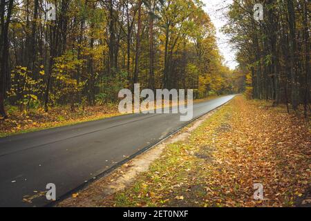 Strada umida asfaltata attraverso la foresta autunnale, Okszow, Lubelskie, Polonia Foto Stock