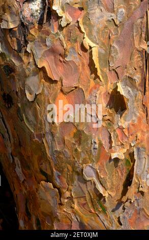 colorata corteccia peeling su un tronco di pino scozzese, norfolk, inghilterra Foto Stock