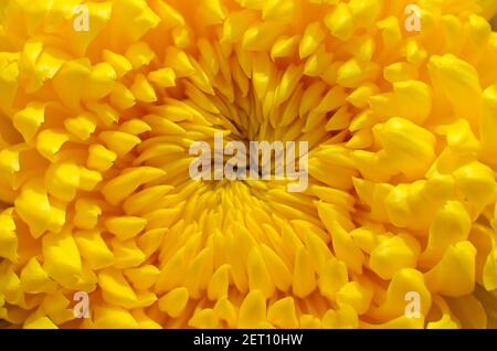 fiore giallo crisantemo fiore fiorito Foto Stock