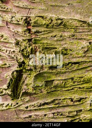 Corteccia di un albero coperto di muschio Foto Stock
