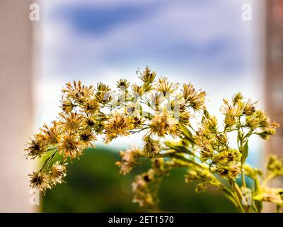 Fiori ornamentali asciutti minuscoli - incorniciati da bordi sfocati di case - sullo sfondo è verde offuscato paesaggio e. cielo nuvoloso Foto Stock