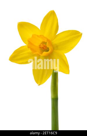 Singolo Narciso giallo fresco isolato su sfondo bianco Foto Stock