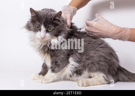 Infermiere veterinario che fornisce iniezione di Cat. Foto Stock