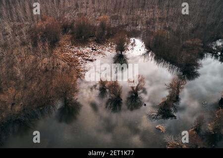 Area boscosa alluvionale dal drone pov nel pomeriggio d'inverno Foto Stock