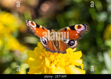 Farfalla su un fiore giallo nel parco. Foto Stock