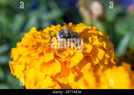 Bumblebee sits on a orange flower. Macro photo Foto Stock
