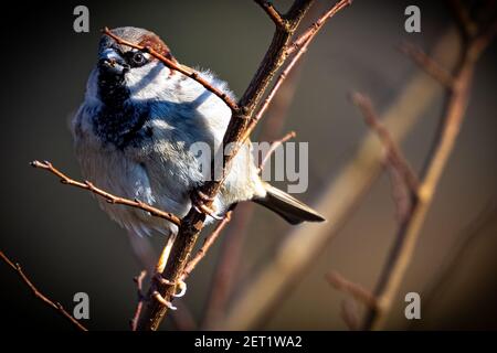 Spring Passeridae - Sparrow UK Foto Stock