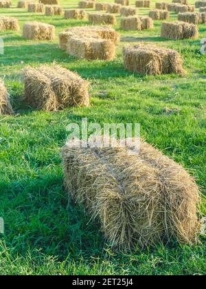 Posti a sedere e tavoli in balle di paglia per eventi e feste posati sul prato. Cannucce stoppie decorate per sedersi in campagna. Mobili fatti Foto Stock