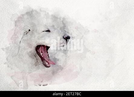 Immagine acquerello di bianco cucciolo cane yawning. Tatra Sheepdog polacco. Immagine acquerello. Foto Stock