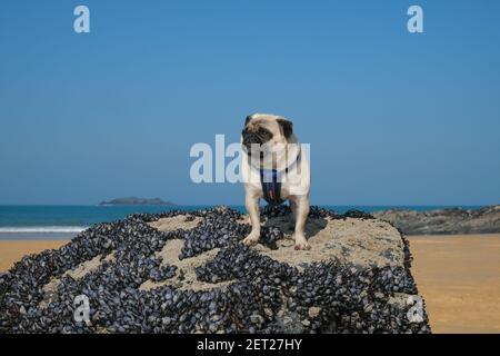 Harlyn Bay, Cornovaglia, Regno Unito. 1 marzo 2021. Regno Unito Meteo. Dennis il Pug e il proprietario Wendy su una spiaggia virtualmente deserta a Harlyn Bay questo pomeriggio. Credit Simon Maycock / Alamy Live News. Foto Stock