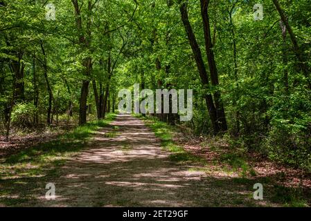 Una foto che guarda lungo un sentiero nei boschi dell'Allaire state Park con la luce del sole che passa attraverso gli alberi in primavera. Foto Stock