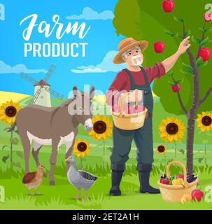 Coltivatore frutta e verdura raccolto. Agricoltore anziano nel cappello di paglia che raccoglie le mele dall'albero, che raccoglie le verdure di giardino nel cestino di vimini, asino, goo Illustrazione Vettoriale