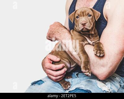 Adorabile, puppy grazioso di colore marrone. Primo piano Foto Stock