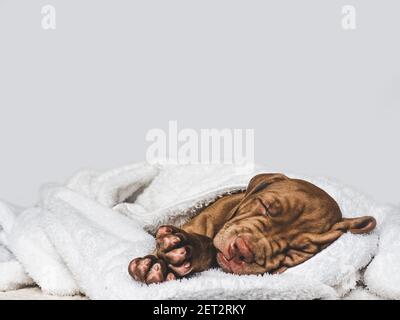Adorabile, puppy grazioso di colore marrone. Primo piano Foto Stock