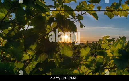 Splendida vista su un vigneto al tramonto nel villaggio di Chinon Valle della Loira Francia Foto Stock