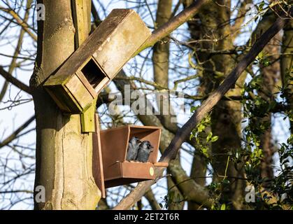 Fauna selvatica del Regno Unito: Segni di primavera - due jackdaws (Corvus monidula) seduti in una nuova nestbox kestrel che assomiglia a loro hanno scelto il loro sito di nidificazione, West Yo Foto Stock