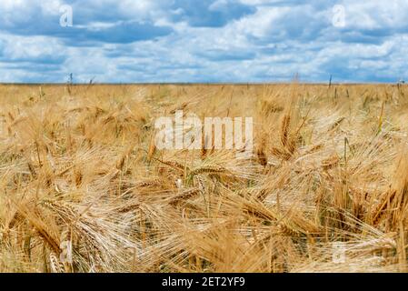 Bella vista di un campo di grano solo poche settimane prima della mietitura Foto Stock