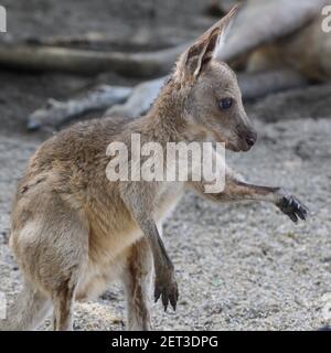 Primo piano di giovani Wallaby, Port Douglas, far North Queensland, Queensland, Australia Foto Stock