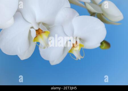 orchidea flower.Phalaenopsis.White fiori esotici primo piano su sfondo blu luminoso.houseplants e flowers.Growing orchidee. Piante in pentole. Cura e. Foto Stock