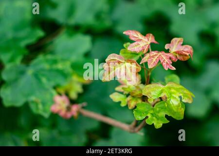 Sparare di acero con foglie giovani in primavera sfondo verde Foto Stock