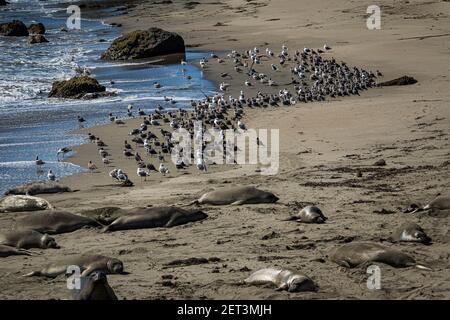 Foche dell'elefante settentrionale e gabbiani, sulla spiaggia in California Foto Stock