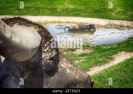 Due bufali d'acqua in una buca d'acqua, l'Ungheria Foto Stock