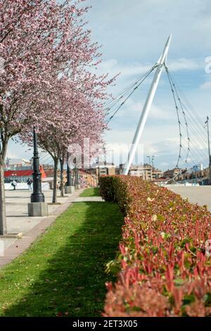 Pink fioritura alberi di prugne, rosso photinia fraseri cespuglio siepe e moderno ponte pilone a Oviedo, Asturie, Spagna. Foto Stock