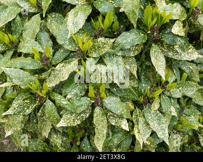 Macchia cespuglio di alloro siepe con nuova crescita. Impianto di Aucuba japonica Foto Stock