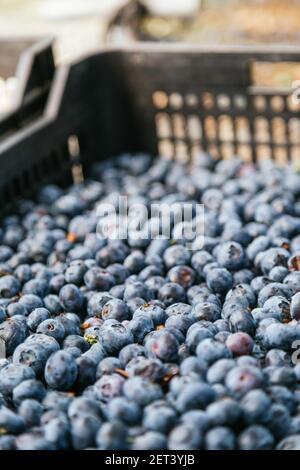 Mirtilli in un vassoio di plastica trasparente. Mirtilli appena raccolti sul cortile, concetto di cibo. Foto Stock